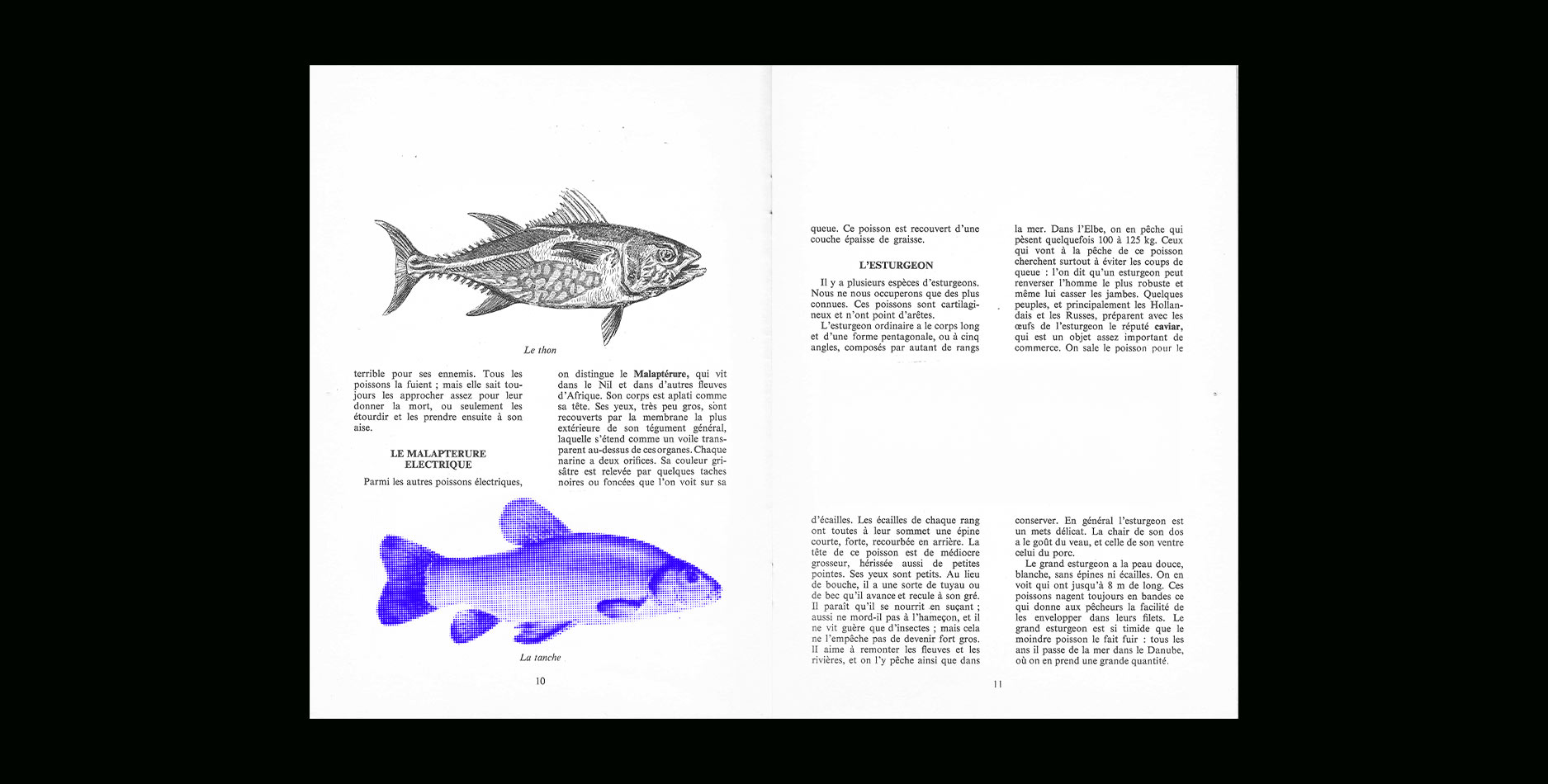 page de livre sur le thème des poissons avec un poisson bleu