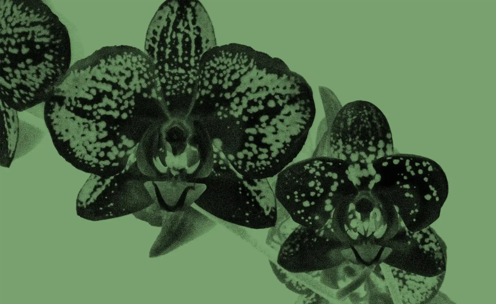 photo de trois orchidées noires sur fond vert